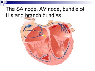 The SA node, AV node, bundle of
His and branch bundles
 