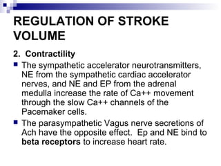 REGULATION OF STROKE
VOLUME
2. Contractility
 The sympathetic accelerator neurotransmitters,
NE from the sympathetic cardiac accelerator
nerves, and NE and EP from the adrenal
medulla increase the rate of Ca++ movement
through the slow Ca++ channels of the
Pacemaker cells.
 The parasympathetic Vagus nerve secretions of
Ach have the opposite effect. Ep and NE bind to
beta receptors to increase heart rate.
 