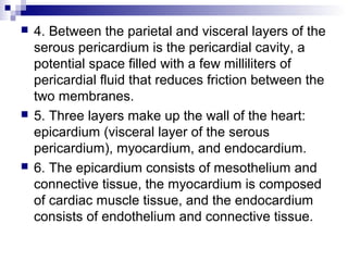  4. Between the parietal and visceral layers of the
serous pericardium is the pericardial cavity, a
potential space filled with a few milliliters of
pericardial fluid that reduces friction between the
two membranes.
 5. Three layers make up the wall of the heart:
epicardium (visceral layer of the serous
pericardium), myocardium, and endocardium.
 6. The epicardium consists of mesothelium and
connective tissue, the myocardium is composed
of cardiac muscle tissue, and the endocardium
consists of endothelium and connective tissue.
 