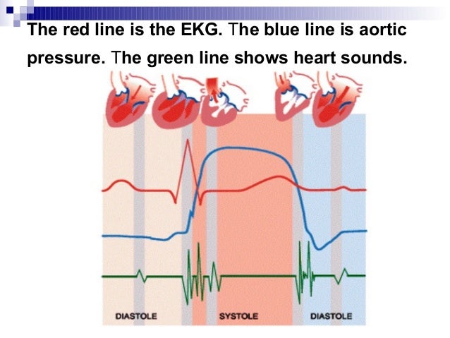 Cardiovascula system