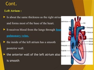 Comprehensive Overview of the Human Heart and Cardiovascular System ...