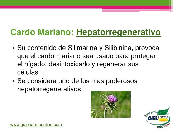 Cardo mariano propiedades para adelgazar