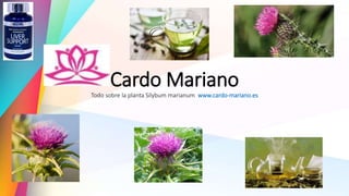 Cardo Mariano
Todo sobre la planta Silybum marianum www.cardo-mariano.es
 