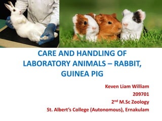 CARE AND HANDLING OF
LABORATORY ANIMALS – RABBIT,
GUINEA PIG
Keven Liam William
209701
2nd M.Sc Zoology
St. Albert’s College (Autonomous), Ernakulam
 