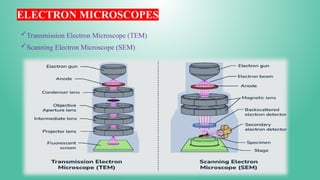 ELECTRON MICROSCOPES
Transmission Electron Microscope (TEM)
Scanning Electron Microscope (SEM)
 