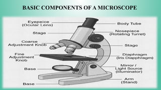 BASIC COMPONENTS OF A MICROSCOPE
 