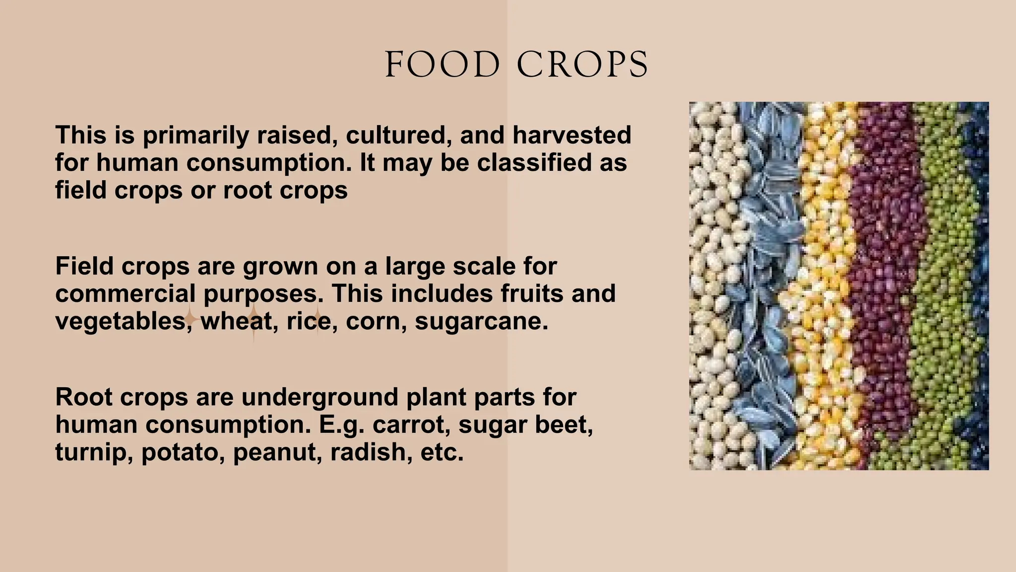 CARE AND MAINTENANCE OF agricultural CROPS.pptx
