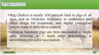 •Hog Cholera is nearly 100 percent fatal to pigs of all
ages, and as virulence resistance to antibiotics and
other drugs for treatment, and highly contagious
nature make it difficult to control.
•Growing-finishing pigs are best-vaccinated 2 weeks
after weaning or 1 week after deworming, if
deworming precedes vaccination.
10
MLBibat2020
 