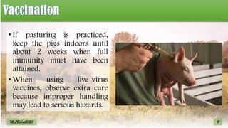 • If pasturing is practiced,
keep the pigs indoors until
about 2 weeks when full
immunity must have been
attained.
• When using live-virus
vaccines, observe extra care
because improper handling
may lead to serious hazards.
11
MLBibat2020
 