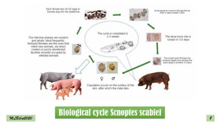 8
Biological cycle Scnoptes scabiel
MLBibat2020
 
