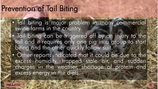 Prevention of Tail Biting
• Tail biting is major problem in many commercial
swine farms in the country.
• Tail biting can be triggered off by an injury to the
tail and it requires only one pig in a group to start
biting and the other quickly follow suit.
• Other reports indicated that it could be due to the
excess humidity, trapped stale air, and sudden
charges in the weather, shortage of protein and
excess energy in the diets.
11
MLBibat2020
 
