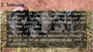 2. Tattooing
•It consist of piercing outlines of desired
numbers of figures on the skin inside ear and
the incorporating a black vegetables pigment
into their punctures.
•The use of the tattoo method in identifying
swine is not popular as earnotching although it
is good as far as permanency of the mark is
concerned.
18
MLBibat2020
 