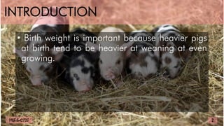 INTRODUCTION
• Birth weight is important because heavier pigs
at birth tend to be heavier at weaning at even
growing.
MLBibat2020 2
 