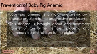 Prevention of Baby Pig Anemia
•Baby pig anemia is an old and well-known
disease problem to the progressive producers.
•This disease is brought about and mammary
transfer of iron to the inefficient placental and
mammary transfer of iron to the piglets.
22
MLBibat2020
 