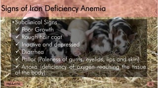 Signs of Iron Deficiency Anemia
•Subclinical Signs
 Poor Growth
 Rough hair coat
 Inactive and depressed
 Diarrhea
 Pallor (Paleness of gums, eyelids, lips and skin)
 Anoxa (deficiency of oxygen reaching the tissue
of the body)
24
MLBibat2020
 