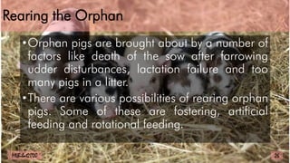 Rearing the Orphan
•Orphan pigs are brought about by a number of
factors like death of the sow after farrowing
udder disturbances, lactation failure and too
many pigs in a litter.
•There are various possibilities of rearing orphan
pigs. Some of these are fostering, artificial
feeding and rotational feeding.
26
MLBibat2020
 