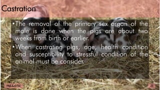 Castration
•The removal of the primary sex organ of the
male is done when the pigs are about two
weeks from birth or earlier.
•When castrating pigs, age, health condition
and susceptibility to stressful condition of the
animal must be consider.
27
MLBibat2020
 