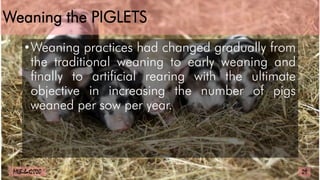 Weaning the PIGLETS
•Weaning practices had changed gradually from
the traditional weaning to early weaning and
finally to artificial rearing with the ultimate
objective in increasing the number of pigs
weaned per sow per year.
29
MLBibat2020
 