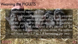 Weaning the PIGLETS
1. Traditional weaning (TW)
• In traditional weaning the pigs are weaned
at 8 to 10 weeks of age which has been the
usual practice in the past. With a gestation
period of 114 days and a dry period of 26
days on the average, a sow under the system
will have only 1.7 to 1.9 farrowing per year.
30
MLBibat2020
 