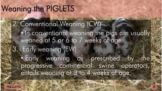 Weaning the PIGLETS
2. Conventional Weaning (CW)
• In conventional weaning the pigs are usually
weaned at 5 or 6 to 7 weeks of age.
3. Early weaning (EW)
• Early weaning as prescribed by the
progressive commercial swine operators,
entails weaning at 3 to 4 weeks of age.
31
MLBibat2020
 