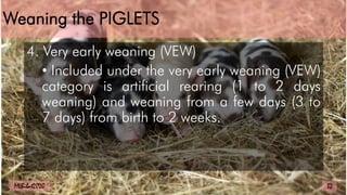 Weaning the PIGLETS
4. Very early weaning (VEW)
• Included under the very early weaning (VEW)
category is artificial rearing (1 to 2 days
weaning) and weaning from a few days (3 to
7 days) from birth to 2 weeks.
32
MLBibat2020
 