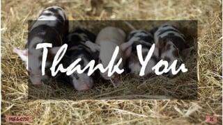 Thank You
35
MLBibat2020
 