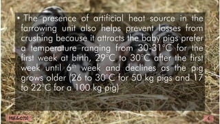 • The presence of artificial heat source in the
farrowing unit also helps prevent losses from
crushing because it attracts the baby pigs prefer
a temperature ranging from 30-31°C for the
first week at birth, 29°C to 30°C after the first
week until 6th week and declines as the pig
grows older (26 to 30°C for 50 kg pigs and 17
to 22°C for a 100 kg pig)
6
MLBibat2020
 