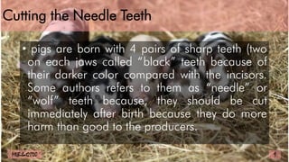 Cutting the Needle Teeth
• pigs are born with 4 pairs of sharp teeth (two
on each jaws called “black” teeth because of
their darker color compared with the incisors.
Some authors refers to them as “needle” or
“wolf” teeth because, they should be cut
immediately after birth because they do more
harm than good to the producers.
9
MLBibat2020
 