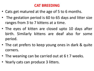 Care_and_Management_of_cats.pptx