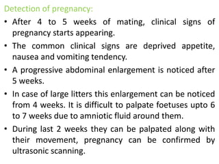 Detection of pregnancy:
• After 4 to 5 weeks of mating, clinical signs of
pregnancy starts appearing.
• The common clinical signs are deprived appetite,
nausea and vomiting tendency.
• A progressive abdominal enlargement is noticed after
5 weeks.
• In case of large litters this enlargement can be noticed
from 4 weeks. It is difficult to palpate foetuses upto 6
to 7 weeks due to amniotic fluid around them.
• During last 2 weeks they can be palpated along with
their movement, pregnancy can be confirmed by
ultrasonic scanning.
 