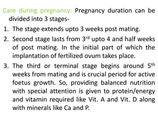 Care during pregnancy: Pregnancy duration can be
divided into 3 stages-
1. The stage extends upto 3 weeks post mating.
2. Second stage lasts from 3rd upto 4 and half weeks
of post mating. In the initial part of which the
implantation of fertilized ovum takes place.
3. The third or terminal stage begins around 5th
weeks from mating and is crucial period for active
foetus growth. So, providing balanced nutrition
with special attention is given to protein/energy
and vitamin required like Vit. A and Vit. D along
with minerals like Ca and P.
 