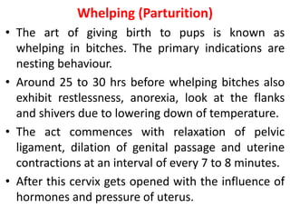 Whelping (Parturition)
• The art of giving birth to pups is known as
whelping in bitches. The primary indications are
nesting behaviour.
• Around 25 to 30 hrs before whelping bitches also
exhibit restlessness, anorexia, look at the flanks
and shivers due to lowering down of temperature.
• The act commences with relaxation of pelvic
ligament, dilation of genital passage and uterine
contractions at an interval of every 7 to 8 minutes.
• After this cervix gets opened with the influence of
hormones and pressure of uterus.
 