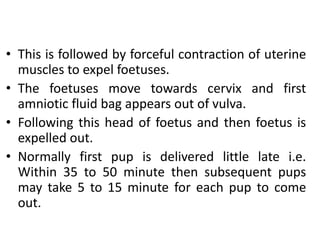 • This is followed by forceful contraction of uterine
muscles to expel foetuses.
• The foetuses move towards cervix and first
amniotic fluid bag appears out of vulva.
• Following this head of foetus and then foetus is
expelled out.
• Normally first pup is delivered little late i.e.
Within 35 to 50 minute then subsequent pups
may take 5 to 15 minute for each pup to come
out.
 