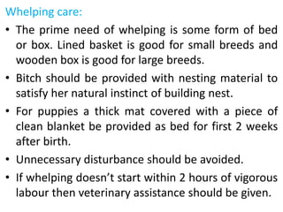 Whelping care:
• The prime need of whelping is some form of bed
or box. Lined basket is good for small breeds and
wooden box is good for large breeds.
• Bitch should be provided with nesting material to
satisfy her natural instinct of building nest.
• For puppies a thick mat covered with a piece of
clean blanket be provided as bed for first 2 weeks
after birth.
• Unnecessary disturbance should be avoided.
• If whelping doesn’t start within 2 hours of vigorous
labour then veterinary assistance should be given.
 