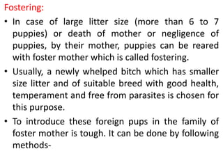 Fostering:
• In case of large litter size (more than 6 to 7
puppies) or death of mother or negligence of
puppies, by their mother, puppies can be reared
with foster mother which is called fostering.
• Usually, a newly whelped bitch which has smaller
size litter and of suitable breed with good health,
temperament and free from parasites is chosen for
this purpose.
• To introduce these foreign pups in the family of
foster mother is tough. It can be done by following
methods-
 