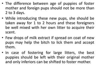• The difference between age of puppies of foster
mother and foreign pups should not be more than
2 to 3 days.
• While introducing these new pups, she should be
taken away for 1 to 2 hours and these foreigners
be well mixed with her own litter to acquire their
scent.
• Few drops of milk extract if spread on coat of new
pups may help the bitch to lick them and accept
them.
• In case of fostering for large litters, the best
puppies should be left with their original mother
and only inferiors can be shifted to foster mother.
 