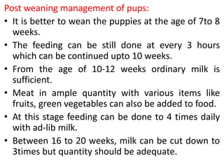 Post weaning management of pups:
• It is better to wean the puppies at the age of 7to 8
weeks.
• The feeding can be still done at every 3 hours
which can be continued upto 10 weeks.
• From the age of 10-12 weeks ordinary milk is
sufficient.
• Meat in ample quantity with various items like
fruits, green vegetables can also be added to food.
• At this stage feeding can be done to 4 times daily
with ad-lib milk.
• Between 16 to 20 weeks, milk can be cut down to
3times but quantity should be adequate.
 