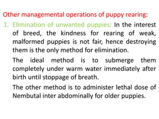 Other managemental operations of puppy rearing:
1. Elimination of unwanted puppies: In the interest
of breed, the kindness for rearing of weak,
malformed puppies is not fair, hence destroying
them is the only method for elimination.
The ideal method is to submerge them
completely under warm water immediately after
birth until stoppage of breath.
The other method is to administer lethal dose of
Nembutal inter abdominally for older puppies.
 