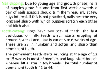 Nail clipping: Due to young age and growth phase, nails
of puppies grow fast and from first week onwards a
pair of nails scissors should trim them regularly at few
days interval. If this is not practiced, nails become very
long and sharp with which puppies scratch each other
and bitch also.
Teeth-cutting: Dogs have two sets of teeth. The first
deciduous or milk teeth which starts erupting at
around 3 weeks and usually cut at 5 to 6 weeks of age.
These are 28 in number and softer and sharp than
permanent teeth.
The permanent teeth starts erupting at the age of 12
to 15 weeks in most of medium and large sized breeds
whereas little later in toy breeds. The total number of
permanent teeth is 42 to 44.
 