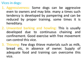 Vices in dogs:
1. Aggressiveness: Some dogs can be aggressive
even to owners and may bite. many a times such
tendency is developed by pampering and can be
reduced by proper training. some times it is
hereditary.
2. Unwanted barking and howling: This is usually
developed due to continuous chaining and
confinement. Good exercise with free movement
can control this vice.
3. Thieving: Few dogs thieve materials such as milk,
bread etc, in absence of owner. Supply of
adequate food and training can overcome this
vice.
 