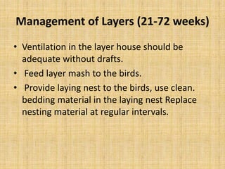 Care and management of layers and detail about production stage.pptx