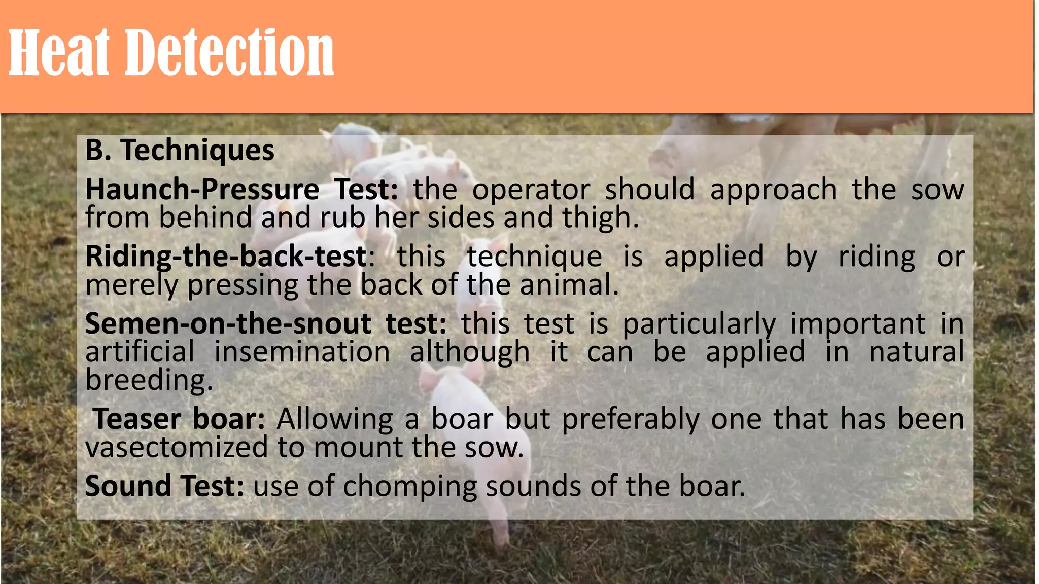 Heat Detection
B. Techniques
Haunch-Pressure Test: the operator should approach the sow
from behind and rub her sides and thigh.
Riding-the-back-test: this technique is applied by riding or
merely pressing the back of the animal.
Semen-on-the-snout test: this test is particularly important in
artificial insemination although it can be applied in natural
breeding.
Teaser boar: Allowing a boar but preferably one that has been
vasectomized to mount the sow.
Sound Test: use of chomping sounds of the boar.
 