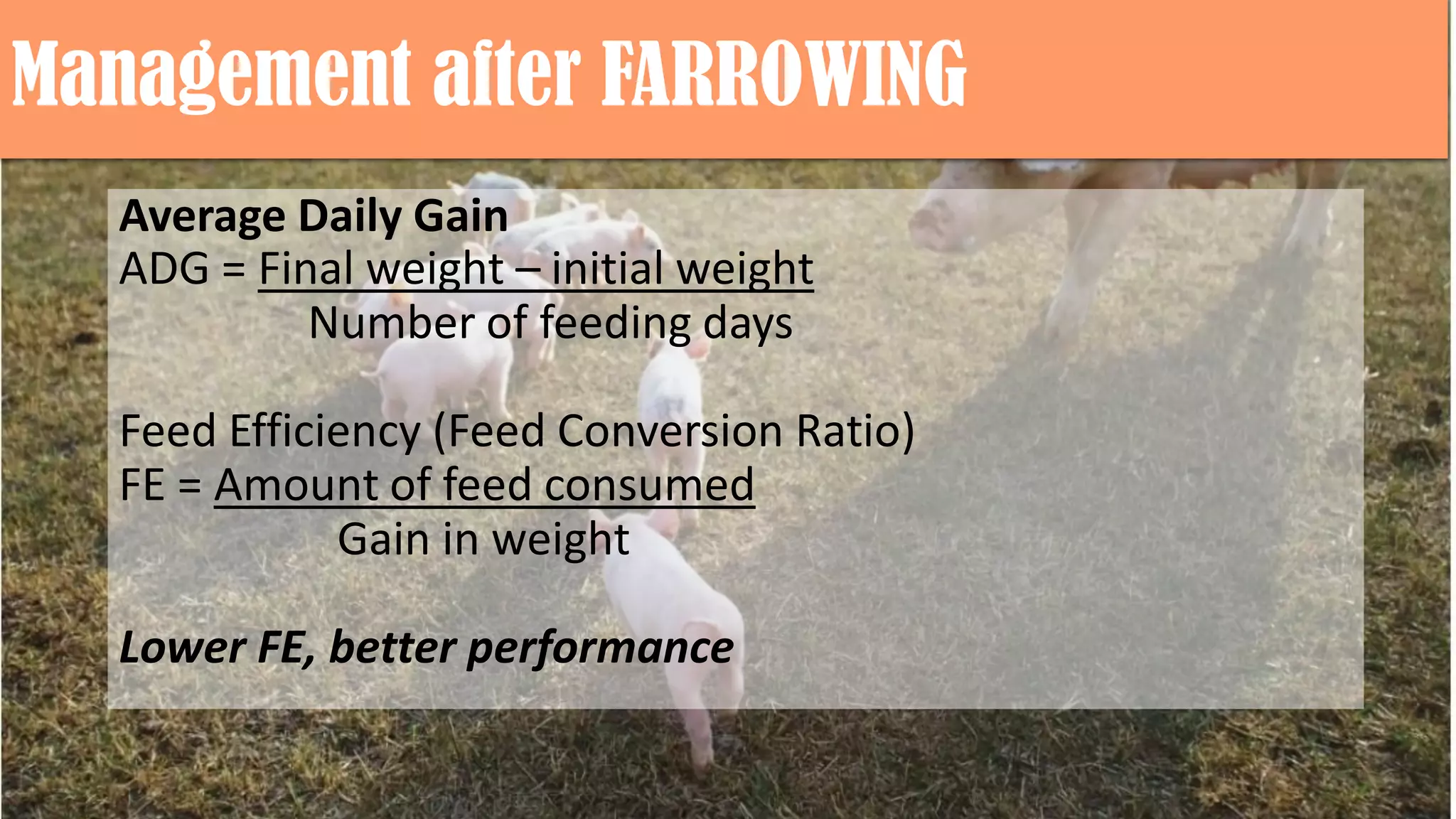 Management after FARROWING
Average Daily Gain
ADG = Final weight – initial weight
Number of feeding days
Feed Efficiency (Feed Conversion Ratio)
FE = Amount of feed consumed
Gain in weight
Lower FE, better performance
 