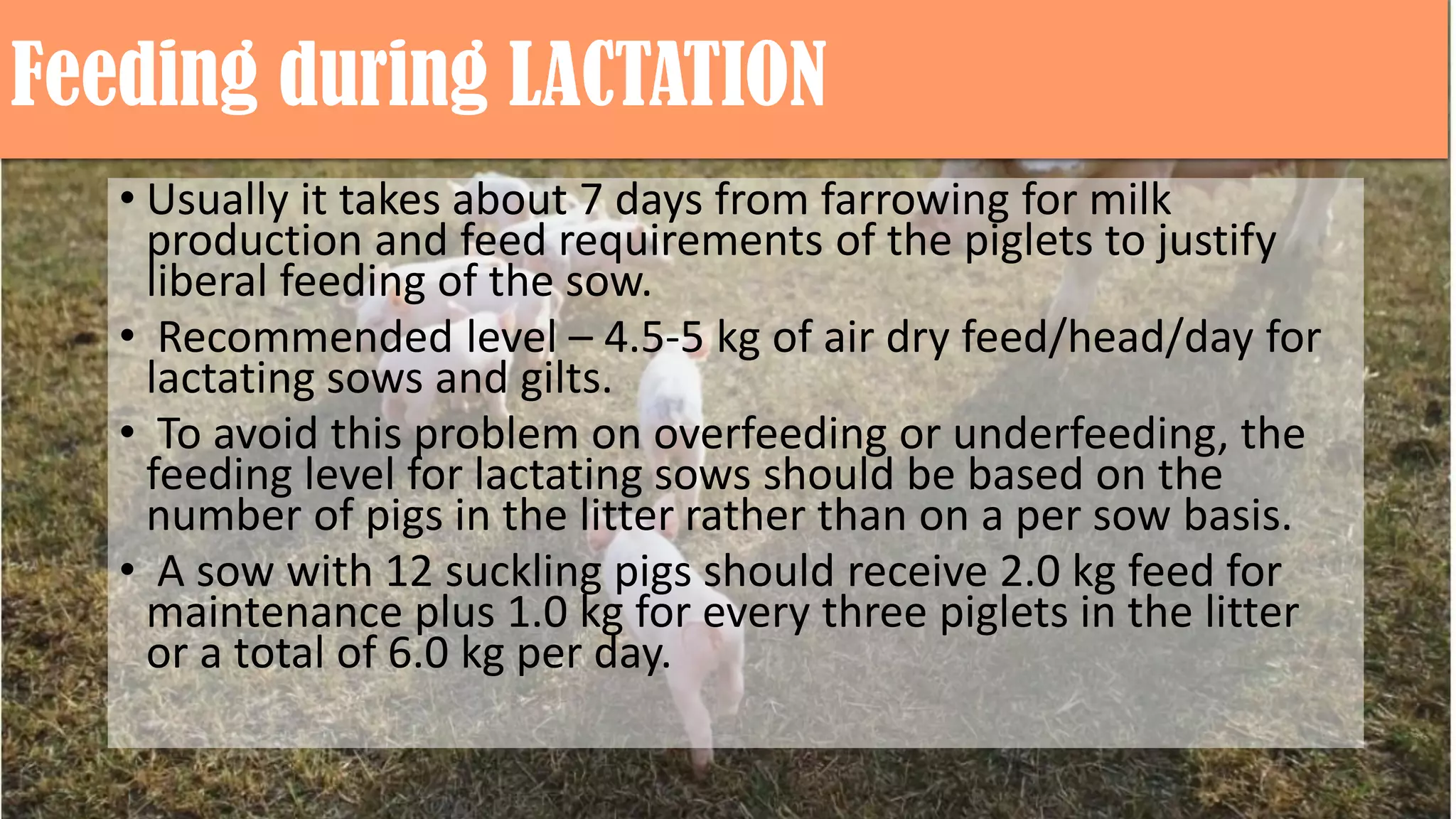 Feeding during LACTATION
• Usually it takes about 7 days from farrowing for milk
production and feed requirements of the piglets to justify
liberal feeding of the sow.
• Recommended level – 4.5-5 kg of air dry feed/head/day for
lactating sows and gilts.
• To avoid this problem on overfeeding or underfeeding, the
feeding level for lactating sows should be based on the
number of pigs in the litter rather than on a per sow basis.
• A sow with 12 suckling pigs should receive 2.0 kg feed for
maintenance plus 1.0 kg for every three piglets in the litter
or a total of 6.0 kg per day.
 