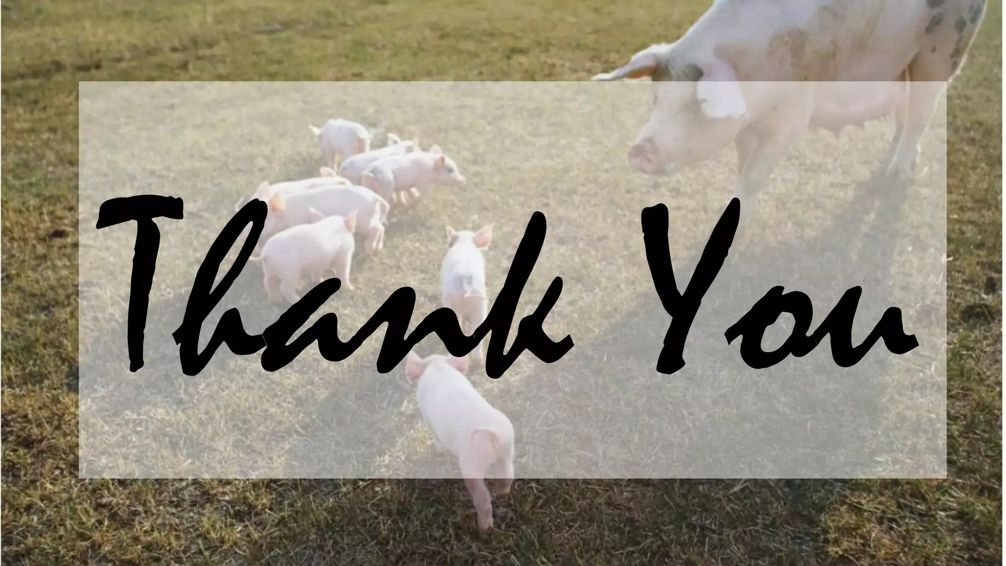 Care and management sow and gilts 