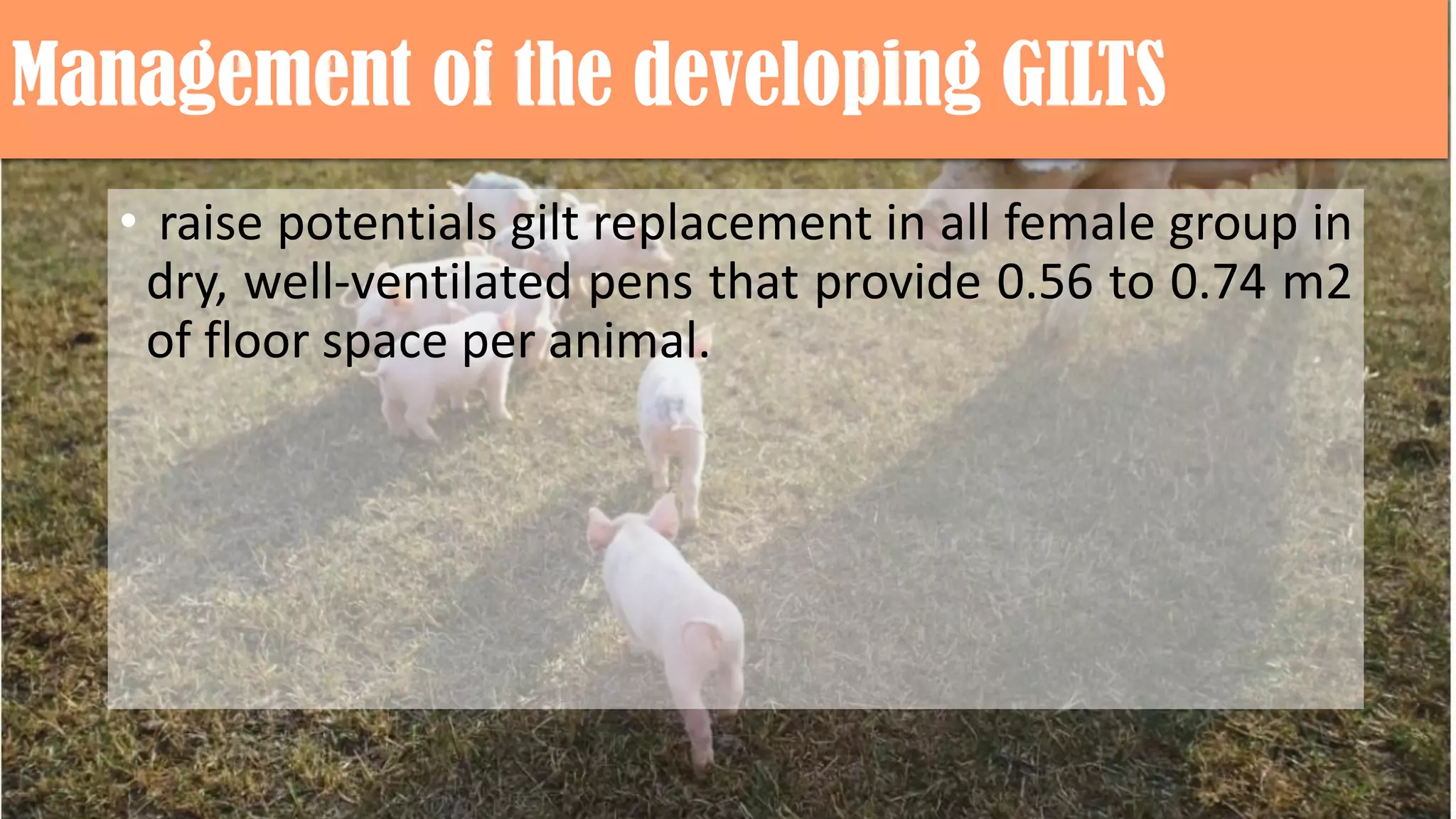 Management of the developing GILTS
• raise potentials gilt replacement in all female group in
dry, well-ventilated pens that provide 0.56 to 0.74 m2
of floor space per animal.
 