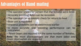 Advantages of Hand mating
• The operator knows for certain that the females were bred
• Accurate breeding dates can be recorded.
• The operator can accurately check for return to heat
• Boar use is regulated
• Anestrus problems can be determined earlier
• A more accurate sire breeding performance can be
calculated.
• Fewer boars are required for the same number of females.
Note: the main disadvantages are that more labor and
closer observation are required.
 