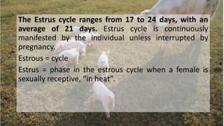 The Estrus cycle ranges from 17 to 24 days, with an
average of 21 days. Estrus cycle is continuously
manifested by the individual unless interrupted by
pregnancy.
Estrous = cycle
Estrus = phase in the estrous cycle when a female is
sexually receptive, “in heat”.
 