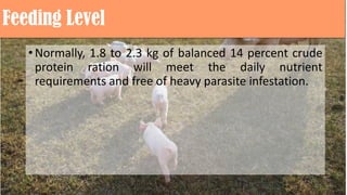 Feeding Level
•Normally, 1.8 to 2.3 kg of balanced 14 percent crude
protein ration will meet the daily nutrient
requirements and free of heavy parasite infestation.
 