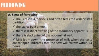 FARROWING
A. Signs of farrowing
 she is restless, nervous and often bites the wall or stall
partition
 she starts built a nest
 there is distinct swelling of the mammary apparatus.
 there is slackening of the abdominal wall.
 Milk let – down: the presence of milk when the tests
are stripped indicates that the sow will farrow within 24
hours.
 